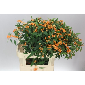 Euphorbia F T Sunstream