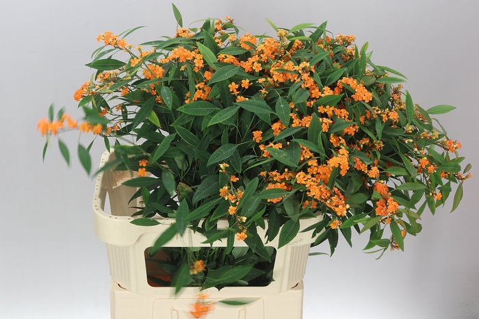 <h4>Euphorbia F T Sunstream</h4>