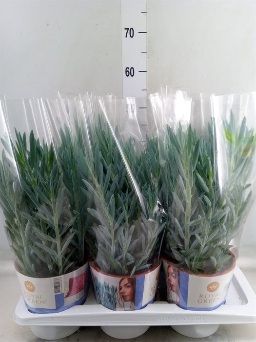 <h4>Curio ficoides 'Mount everest'</h4>
