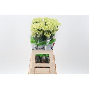 Di St Sweet Green