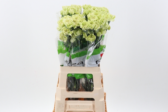 <h4>Di St Sweet Green</h4>