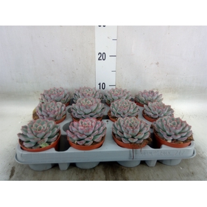 Echeveria  'Hercules'