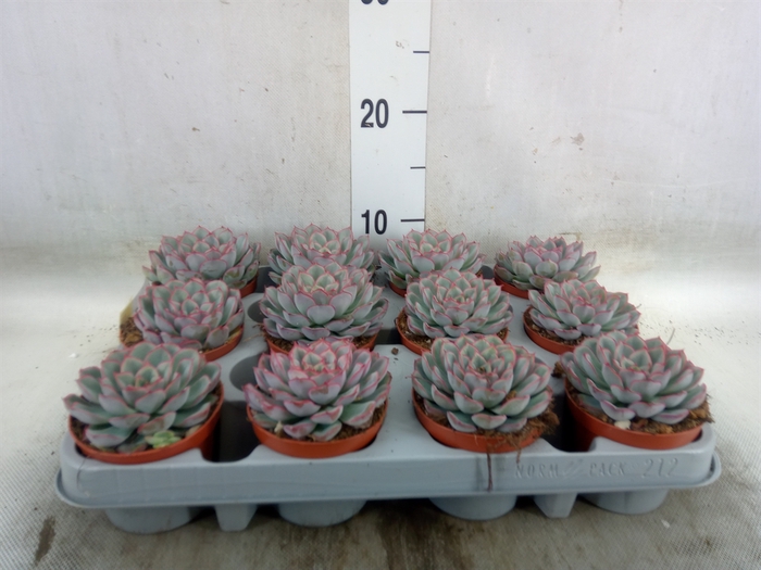 <h4>Echeveria  'Hercules'</h4>