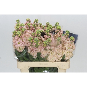 Matthiola Iron Apricot