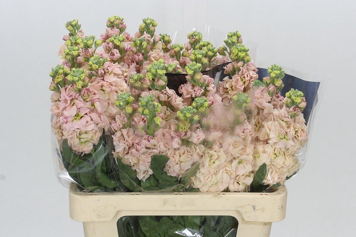 <h4>Matthiola Iron Apricot</h4>