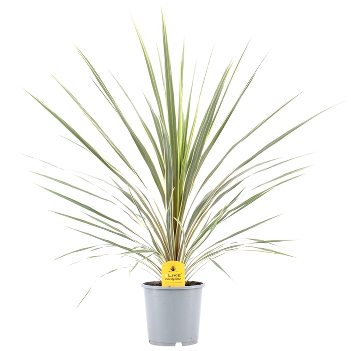 <h4>Cordyline Variegata</h4>