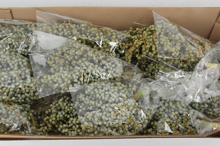 <h4>DADEL 1 KILO X6</h4>