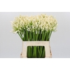 Agapanthus EYFORI White