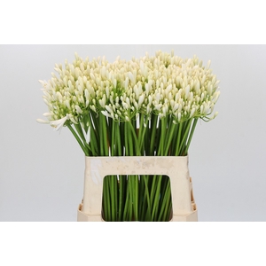 Agapanthus EYFORI White