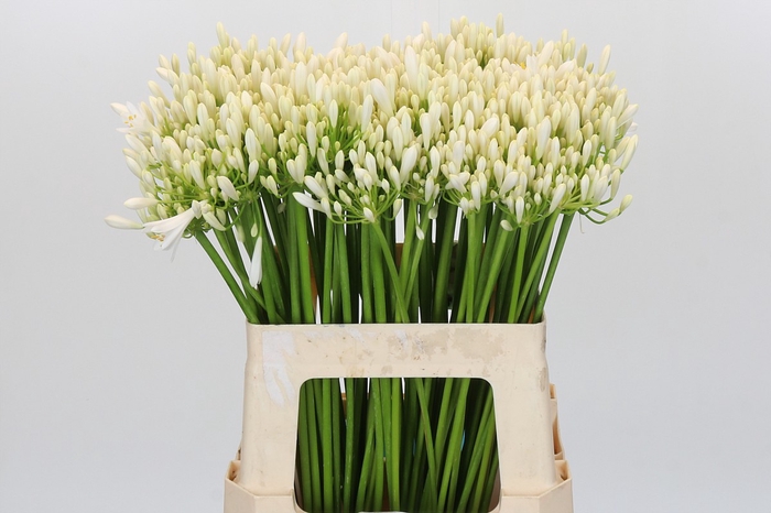 <h4>Agapanthus EYFORI White</h4>