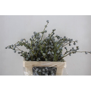 Euca Boule 300gram P Bunch
