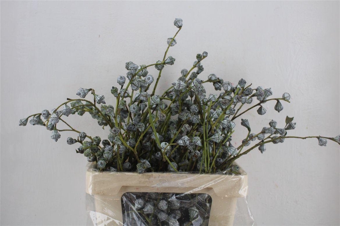 <h4>Euca Boule 300gram P Bunch</h4>