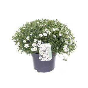 Arenaria montana Ronda White