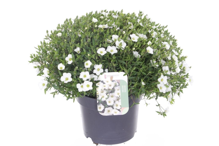 <h4>Arenaria montana Ronda White</h4>