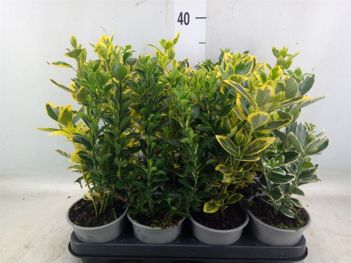 <h4>Euonymus japon.   ...mix</h4>