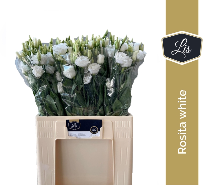 <h4>EUS G ROSI  WHITE</h4>