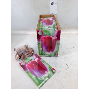 Tulipa   ...flowerbulbs