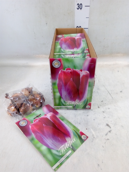 <h4>Tulipa   ...flowerbulbs</h4>