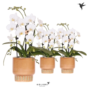 Kolibri Orchids Phalaenopsis Cascade Niagara Fall white 2 spike in Bold Cognac pot