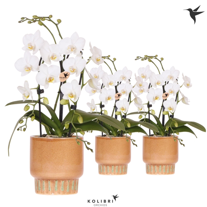 <h4>Kolibri Orchids Phalaenopsis Cascade Niagara Fall white 2 spike in Bold Cognac pot</h4>