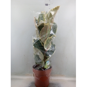 Ficus elastica 'Tineke'