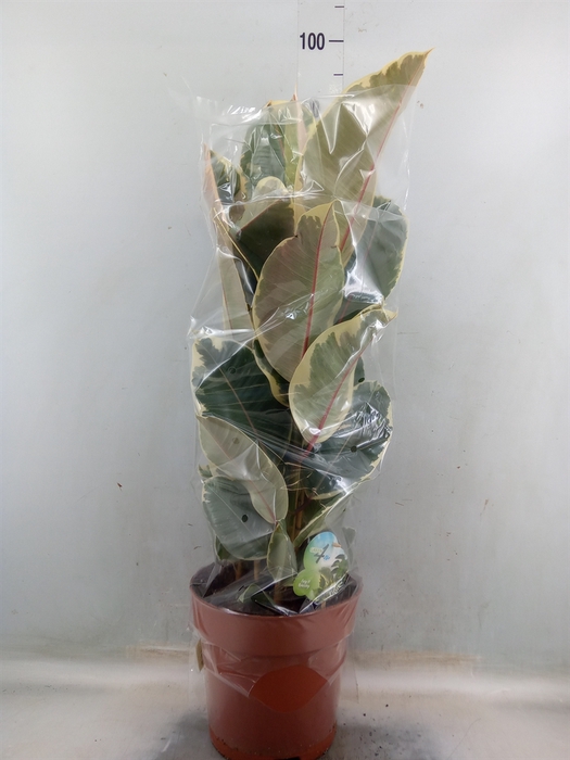 <h4>Ficus elastica 'Tineke'</h4>