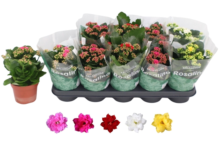 <h4>KAL GE RO GEM 5 KL</h4>