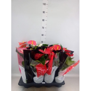 Anthurium   ...mix