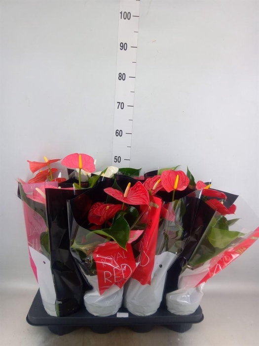 <h4>Anthurium   ...mix</h4>