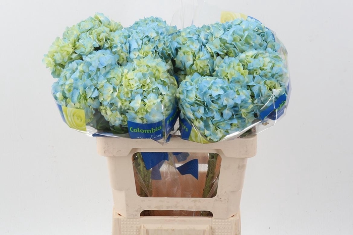 <h4>Hydr Blue Bogotana Select</h4>