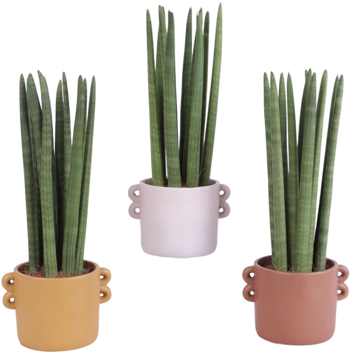 <h4>Sansevieria Cylindrica Straight 10 Leaf Ø17cm Ceramic EV562</h4>