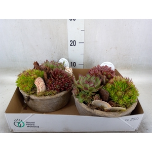 Arr.  Sempervivum L%