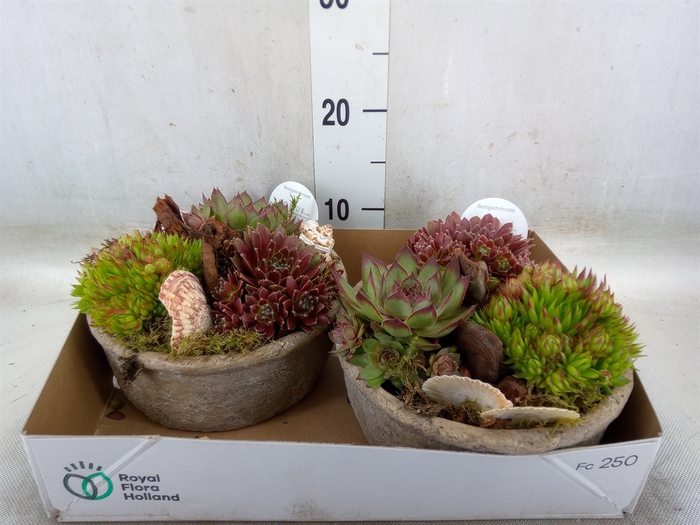 <h4>Arr.  Sempervivum L%</h4>