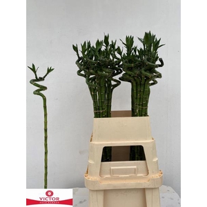 Dracena Lucky Bamboo Spiraal Victor