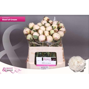 Paeonia Bowl Of Cream