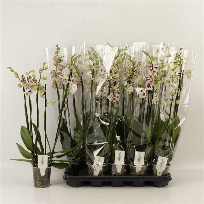 <h4>PHAL AN MARRAKESH</h4>