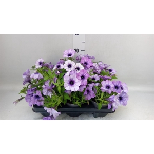 Petunia  'Cascadias'   ...mix