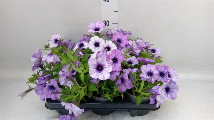 <h4>Petunia 'Cascadias' ...mix</h4>