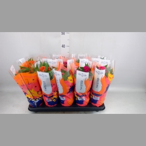 Celosia arg. CR 'Twisted'   ...mix