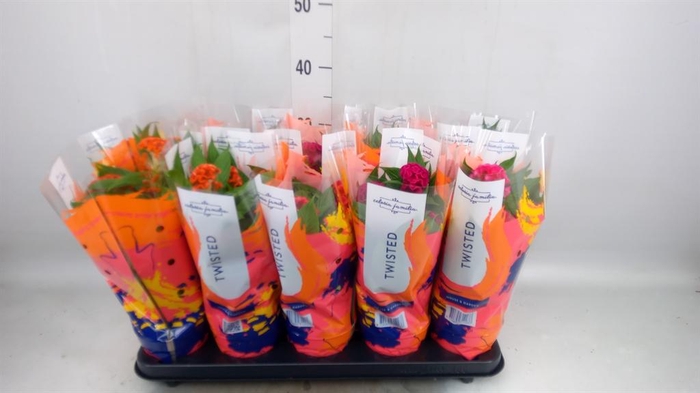 <h4>Celosia arg. CR 'Twisted'   ...mix</h4>