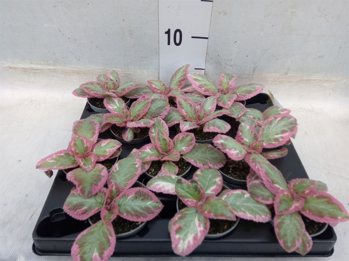 <h4>Episcia   ...</h4>