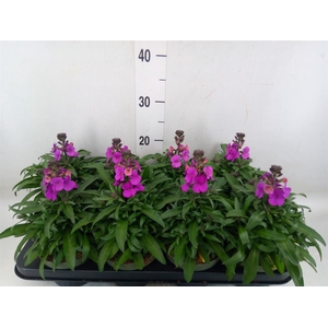 Erysimum  'Leya Purple Glow'