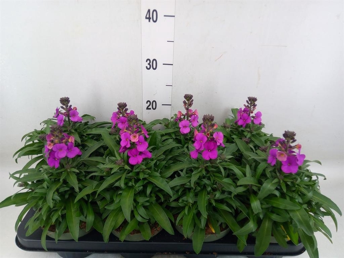<h4>Erysimum  'Leya Purple Glow'</h4>