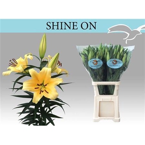 Li Ot Shine On