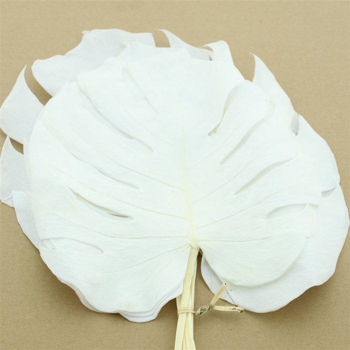 <h4>Pres Monstera Leaves Bleached White P Bnch</h4>