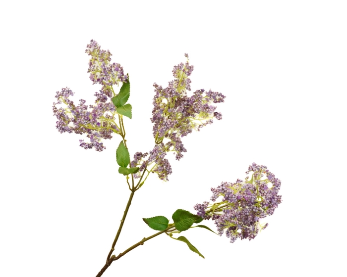 <h4>Syringa Lilac</h4>
