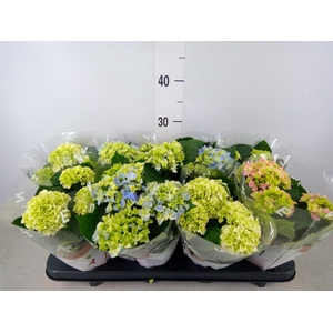 Hydrangea mac.   ...mix