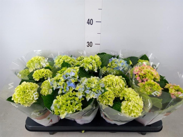 <h4>Hydrangea mac.   ...mix</h4>