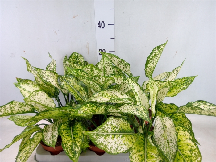 <h4>Aglaonema   ...</h4>