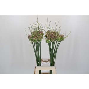 Allium Green Drops